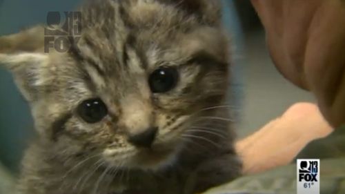 The kittens were called in by a man who found them abandoned in a box. (Q13 Fox News)