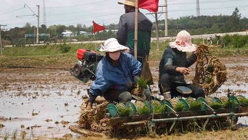 North Korea&#x27;s notoriously undeveloped agriculture sector leaves the country struggling to feed itself.