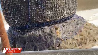 The ban on the Clarence River restricts the sale of raw prawns between Iluka and Grafton.