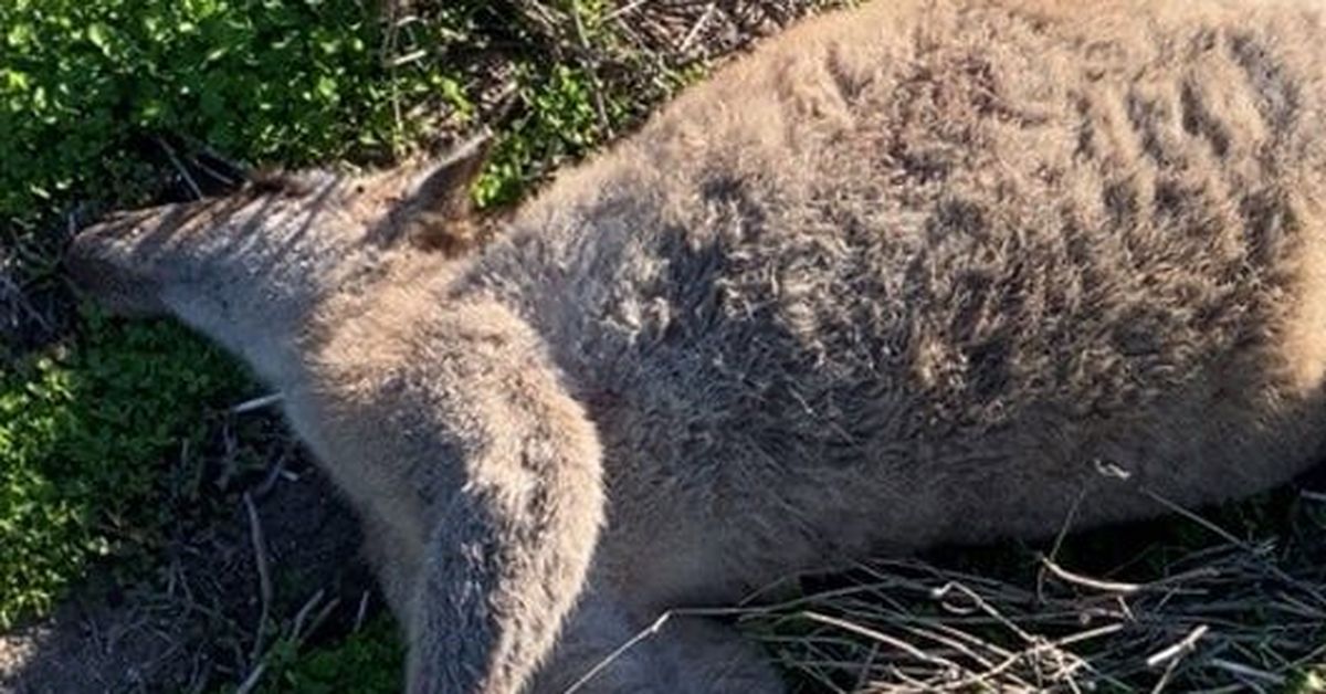 Dozens of kangaroos found shot, rammed to death