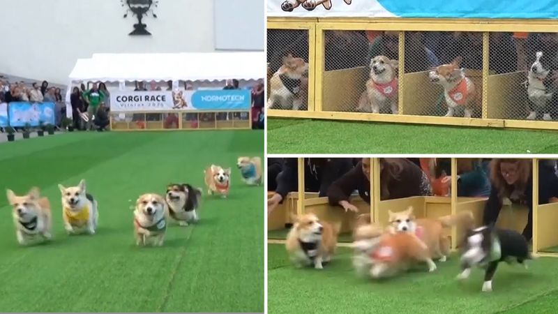 The international Corgi Race takes place in Lithuania | Nine.com.au
