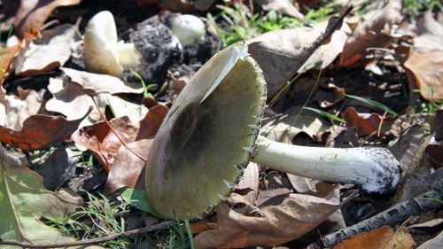 Health warning issued as potentially lethal mushrooms discovered growing in Adelaide
