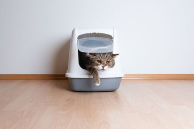 Clean the litter box... every day