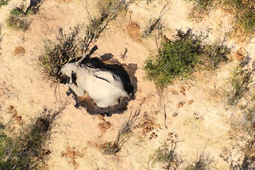 Most of the elephants appeared to have died and dropped straight down on their faces. The positioning of the bodies, coupled with sightings of elephants walking around in circles, indicates something may be attacking their neurological systems.