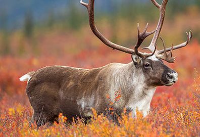 Reindeer in Alaska (Getty)