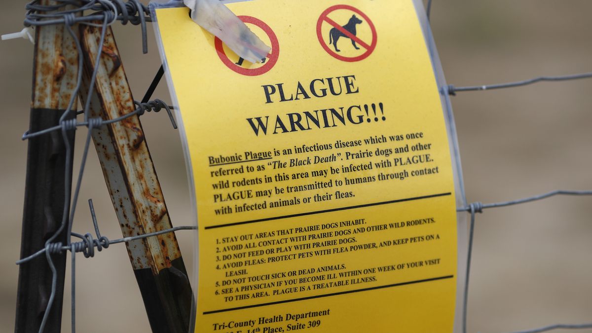 Bubonic Plague Case Reported in Colorado