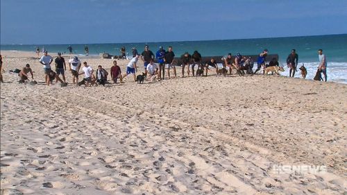 The West Coast Eagles put their pooches to the test to see who could be 'top dog'. (9NEWS)