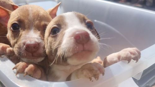 Two puppies were found by police.