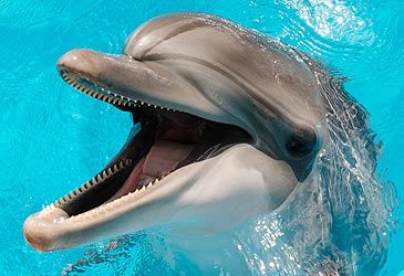 What type of dolphins were the animals that performed as Flipper?