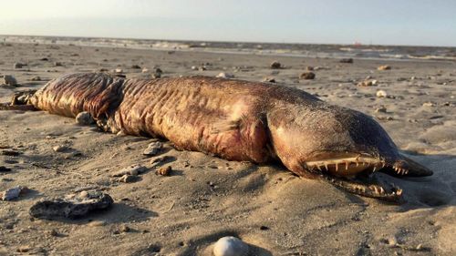 Mysterious sea creature found dead on Texas beach