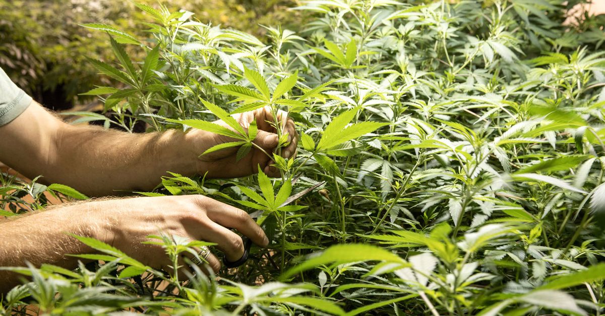 Company fined $118k for alleged illegal medicinal cannabis advertising