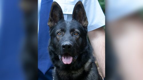 Queensland police dog Waco dies while on duty