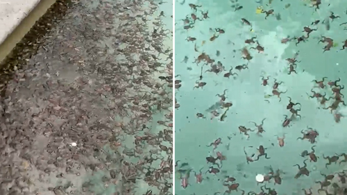 Des milliers de grenouilles se reproduisent dans une piscine près de Wagga Wagga.