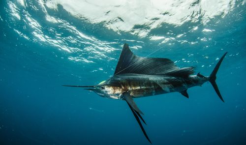 A sailfish fights the lure on a fishing trip in the Seychelles. The fish pictured is not the fish that stabbed Katherine Perkins.