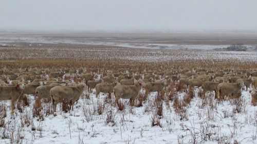 The sea of sheep looks like the long grass poking up through the snow. (Twitter, Liezel Kennedy)