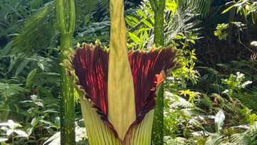 The foul-smelling &quot;Corpse Flower&quot; has begun to bloom at the Botanic Garden in Adelaide.The peculiar plant started sharing its rotting flesh-like scent last night, and will continue to do so for another 48 hours.