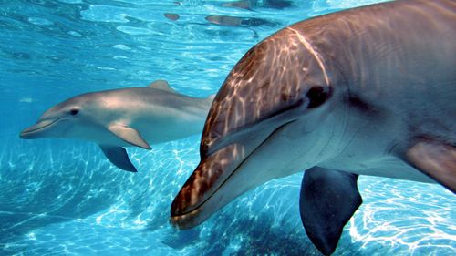 Dolphins playing during a swim with visitors at the Pet Porpoise Pool in Coffs Harbour in 2011. (AAP)