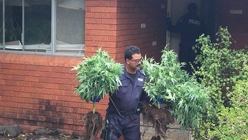 Hundreds of cannabis plants seized in sweeping raids