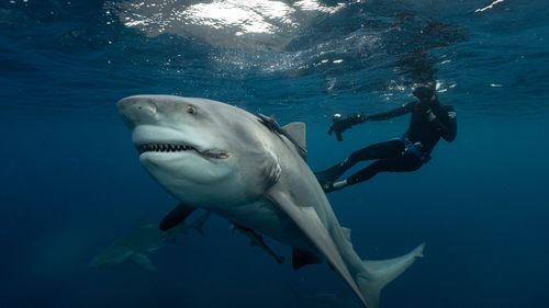 Moore said bull sharks are usually 'calm' and relaxed in his presence. 