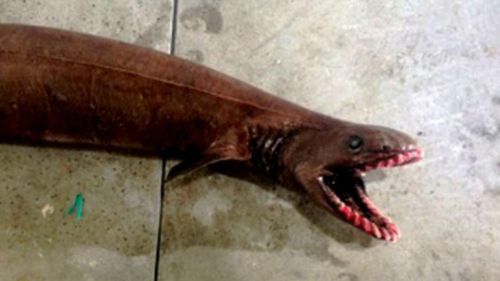 Rare and terrifying frilled shark caught off the coast of Victoria