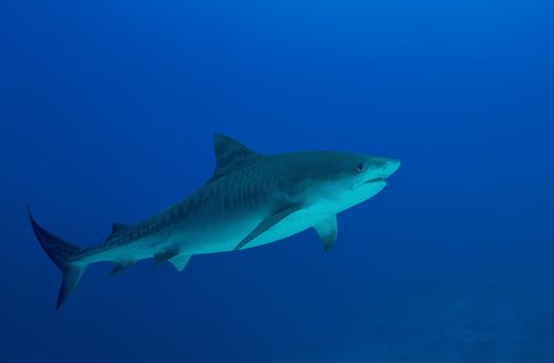 More than 200 tiger sharks were caught by Fisheries Queensland in 2017. (Getty)