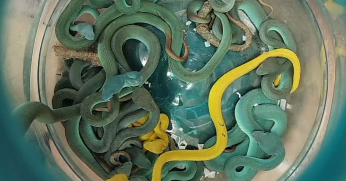Venomous snakes found hidden in bag of traveller at airport