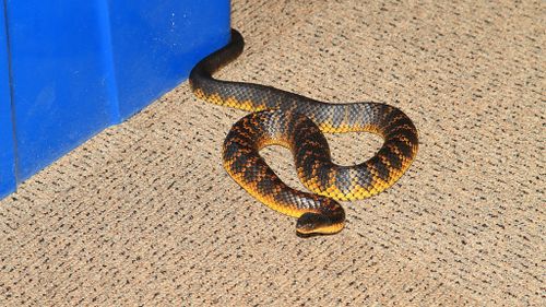 Girl, 5, bitten by tiger snake in Tasmania
