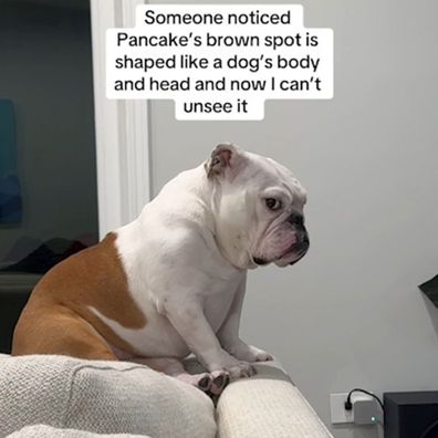 Pancake the bulldog has an optical illusion on his body according to TikTok