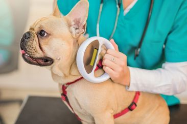 Microchip scanning a young French Bulldog.