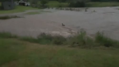 Kangaroo hops through floods, NSW