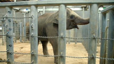 Zookeepers prepare for risky tusk removal surgery on elephant Bob on Mega Zoo.