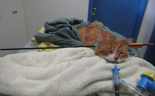 The cat is recovering well. (9NEWS)