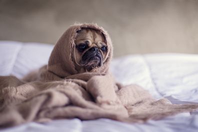 Pug in a rug, dog