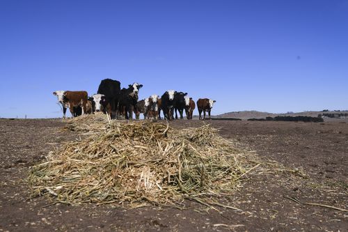 Livestock and wildlife are feeling the pressure put on feed levels and waterways as a result of the dry spell.