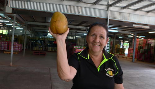 Karen Jenkins was sorting through the crops when she found the mega mango, too big to send out to supermarkets.