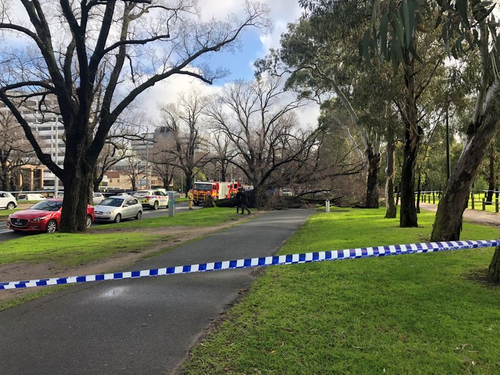 A large elm tree seen across the footpath on Royal Parade in Parkville. 