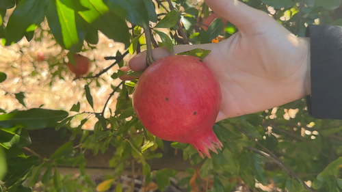 A pomegranate growers decided would be too damaged to sell to the major supermarkets.