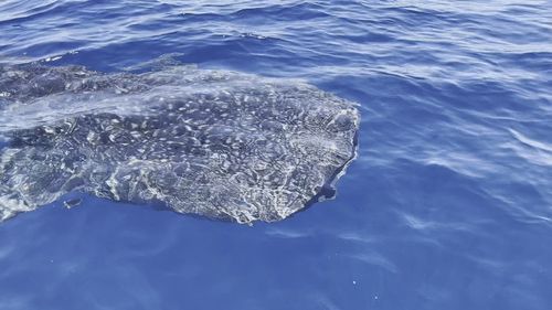Rare whale shark sighting off the coast of NSW.