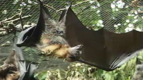 Urgent health alert issued after infected bat found in Brisbane