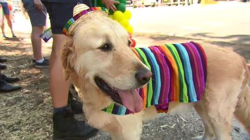 This pooch was keeping cool in the shade. 