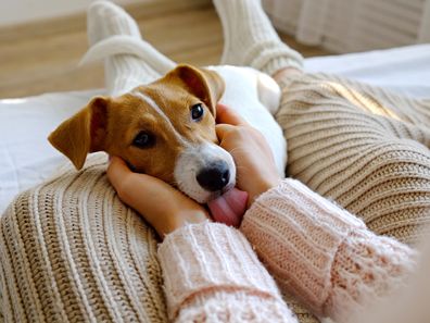 Puppy licking owner's hand