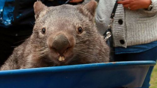 Social media mourns death of world’s oldest captive wombat, Patrick