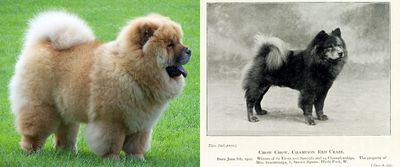 <strong>Chow chow</strong>