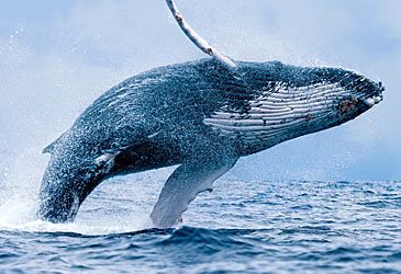 The humpback whale is a member of which family of whales?