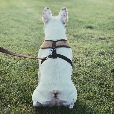 Rear view of a Frenchie sitting on field