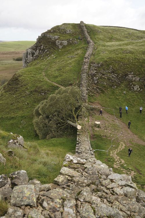 The felled Sycamore Gap tree