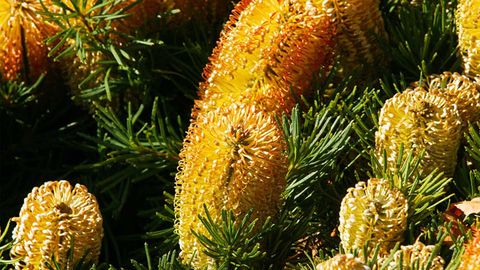 Banksia