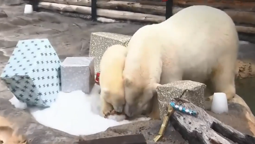 Polar bears Liya and Mishka enjoy Christmas treats. (9NEWS)