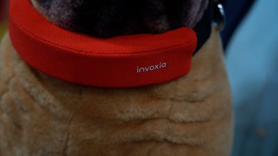 Invoxia dog collar