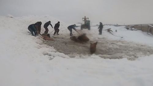 Farmers rescue horses from ice hole in Russia.